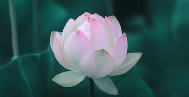 Podcast: Anne Von Rohr | Following My Heart: A Journey of Transformation & Evolution of Purpose