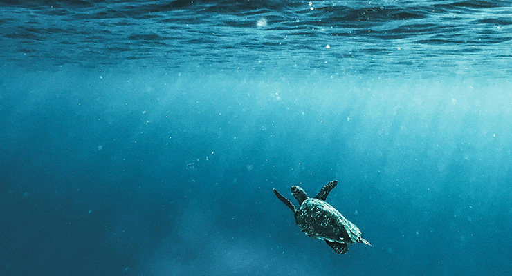 The Fahlo Effect: Combining Fashion, Technology, and Conservation to Protect Endangered Species