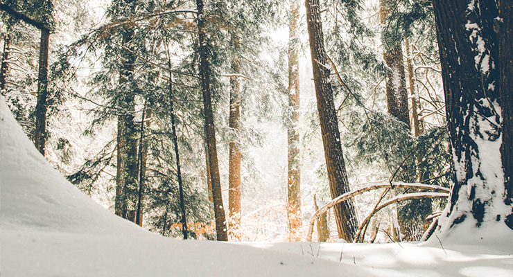 Podcast: Micah Mortali | Rewilding: Revealing Winter’s Gifts of Impermanence and Connection