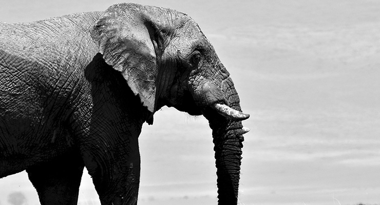 Podcast: Sarah Bamford Seidelmann | How Good Are You Willing To Let Life Get? Daily Messages From A Spirit Animal