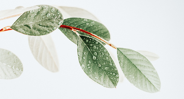 Heal Your Living: A Q&A with Youheum Son